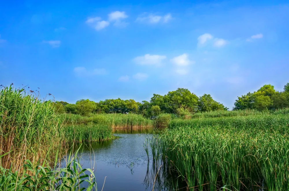 What Lies Beneath the Water and Weeds in Florida's Fresh Water?