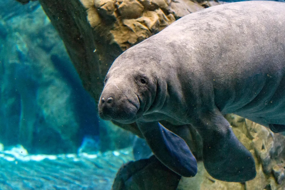 Discover Aquatic Mammals on an Airboat Tour in Orlando, FL