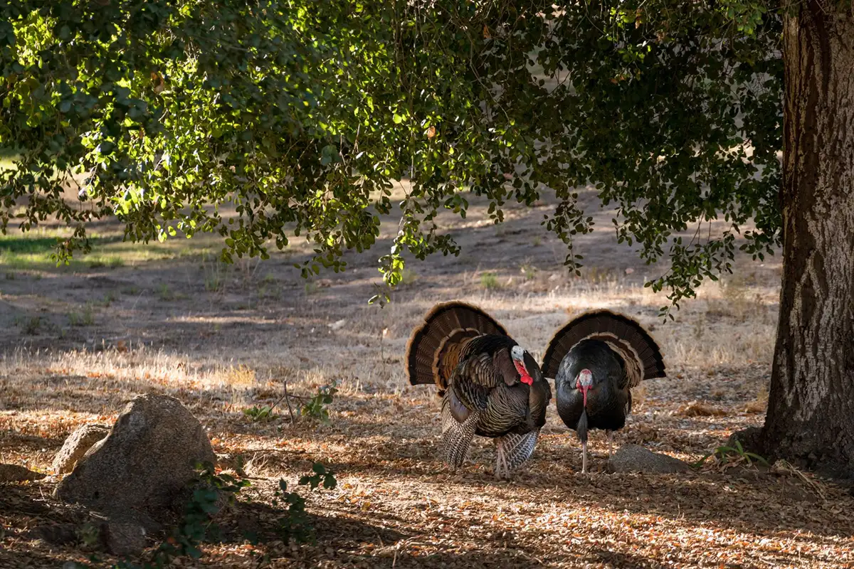 Turkey Hunts Regulations