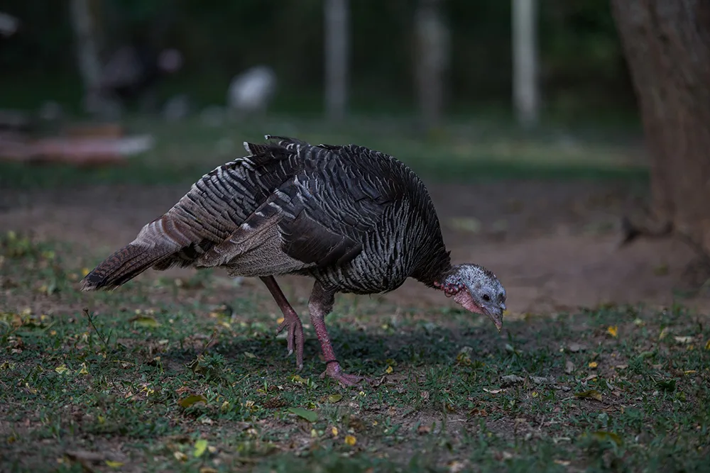 Conservation and Ethics in Hunting