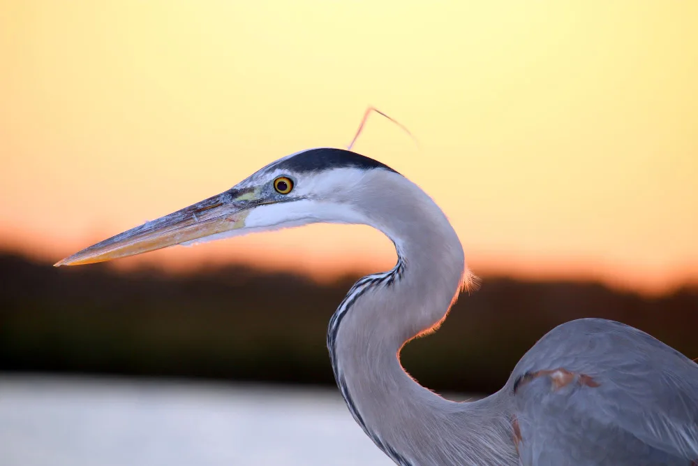 Wildlife Wonders: What You'll See on Orlando Airboat Rides