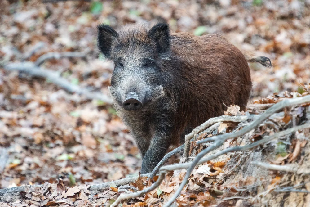 When Wild Hogs Come Out to Play: Activity Patterns You Need to Know