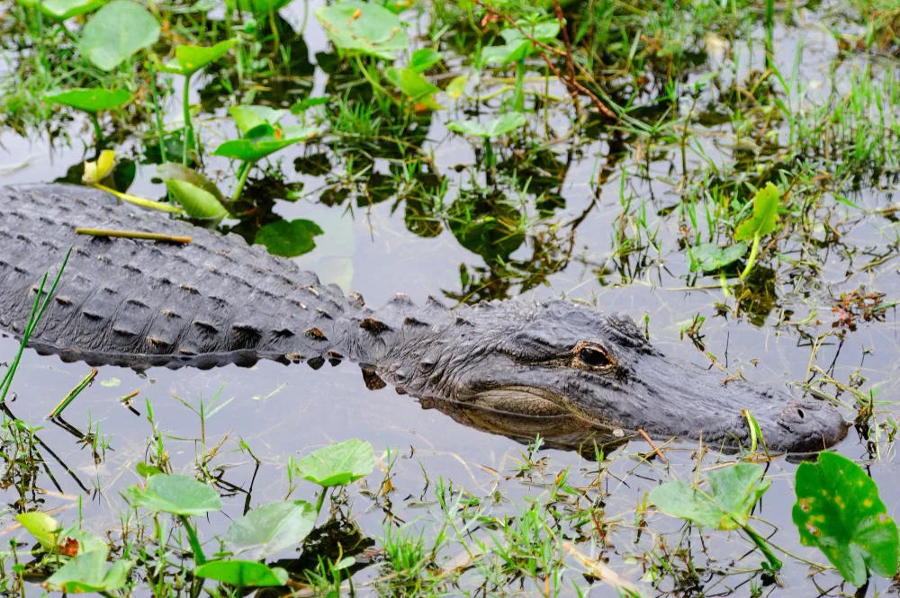 Day vs. Night Gator Hunting: When to Hunt Florida's Apex Predator