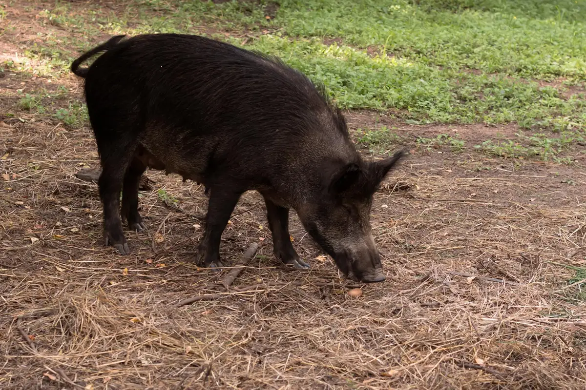 Tips for Precise Aiming on Hog Hunts