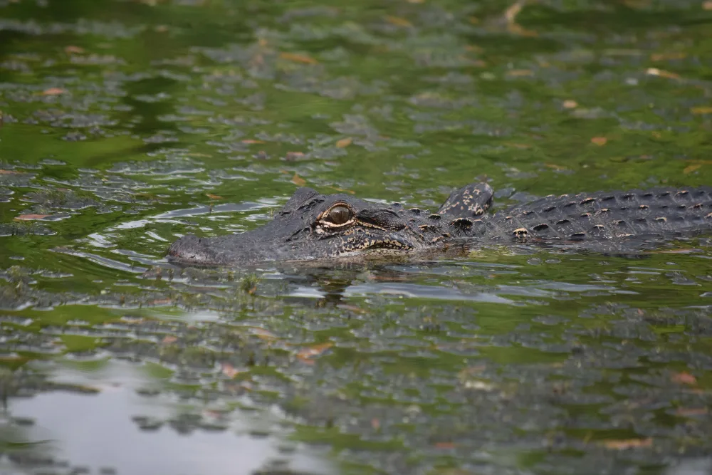 Where To See Alligators in Orlando, FL