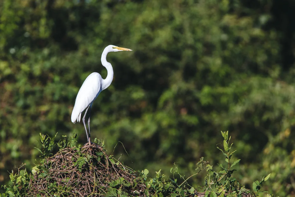 Things You'll See While on an Airboat Tour in Orlando, Florida