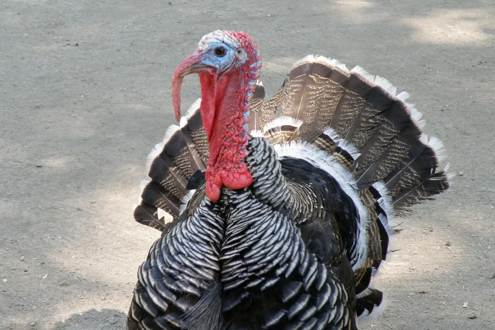 Master Decoy Placement: The Key to Successful Turkey Hunts
