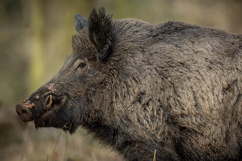 Hog Hunting in Orlando: A Seasonal Guide