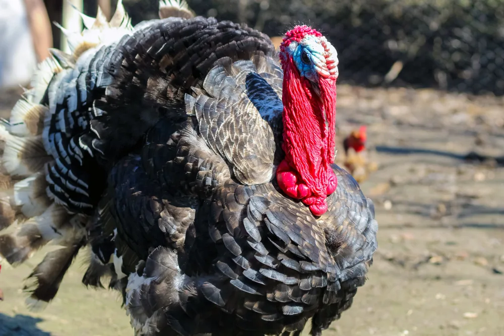 Talkin' Turkey: Your Guide to Mastering Calls