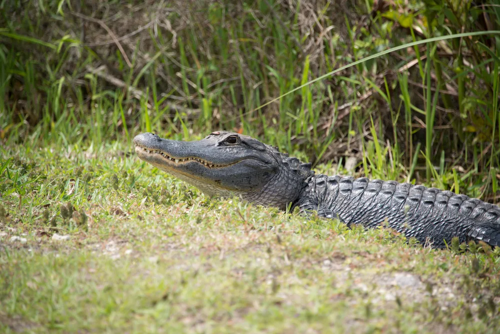 Alligator Hunting Methods