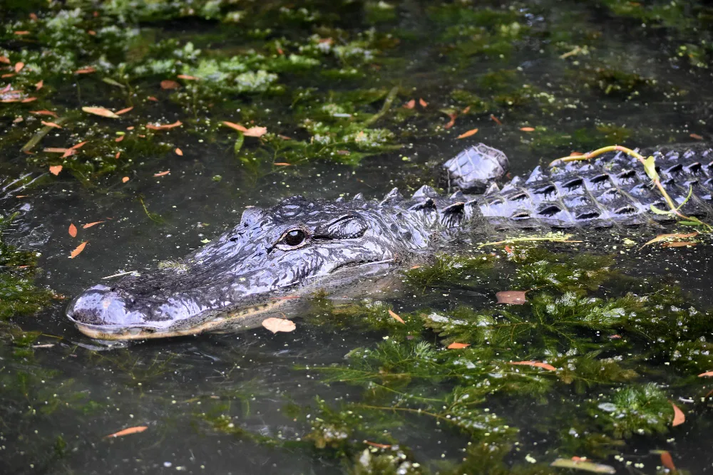 Bowfishing for Gators: The Ultimate Guide to Hunting Success