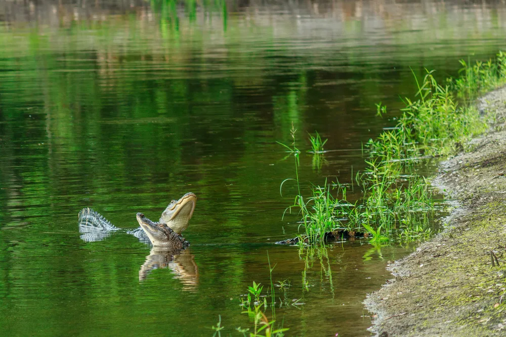 Why Hunting Alligators is Surprisingly Practical