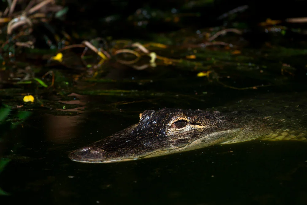 Night Gator Hunts: A Guide to Spotlighting in Florida