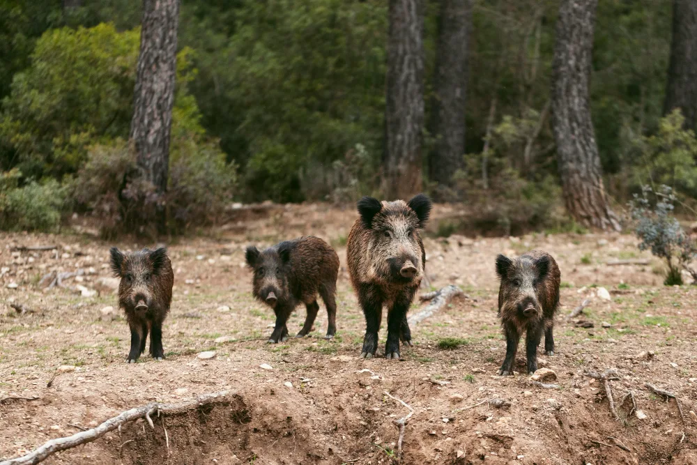 Why Hog Hunting is Popular in the South