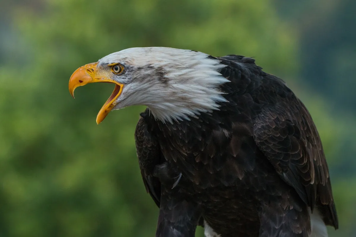 15 Different Species You Can Encounter While Taking Airboat Tours in Orlando