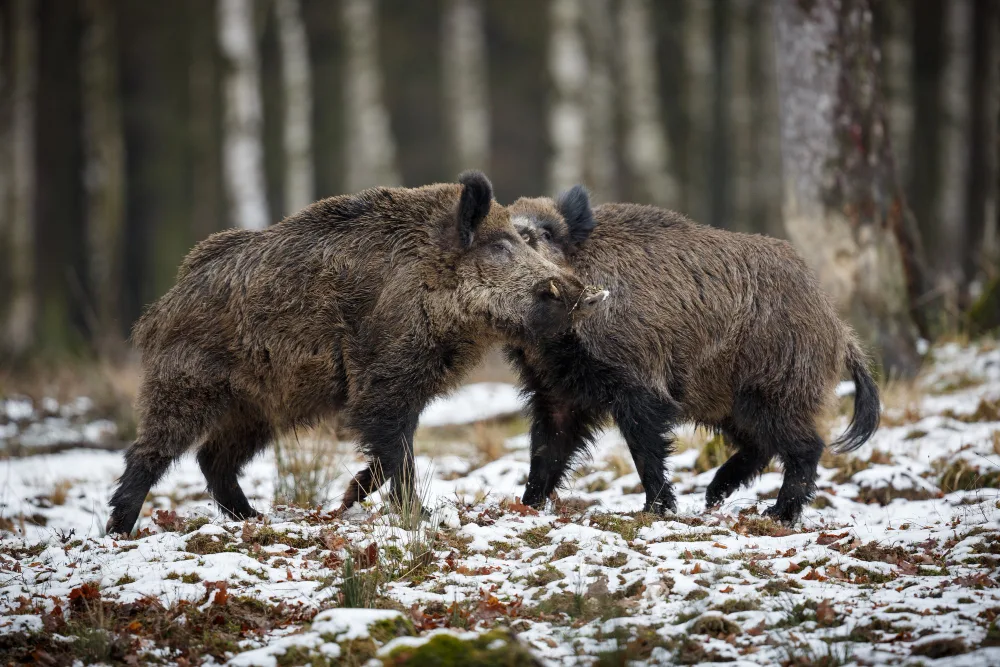How to Find Prime Hog Hunting Land Near You