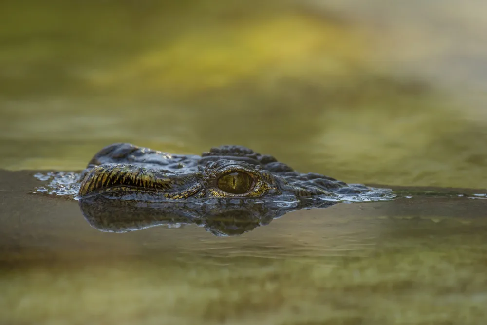 First Time Gator Hunter? What You Need to Know