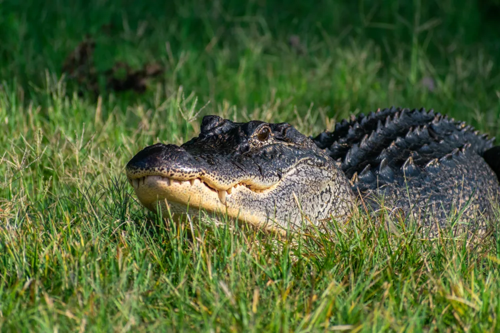 Understanding the Care and Conservation Process of Florida's Gators