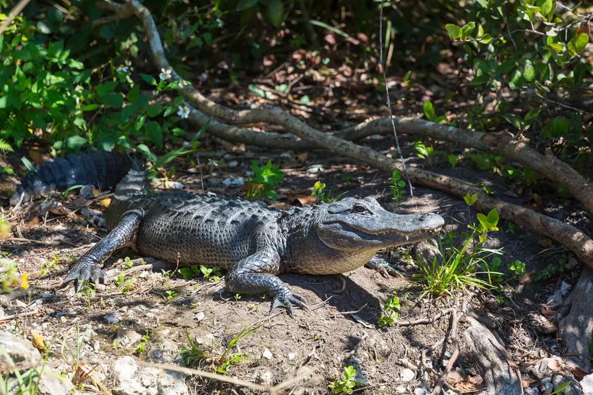 A Guide to Gator Hunting