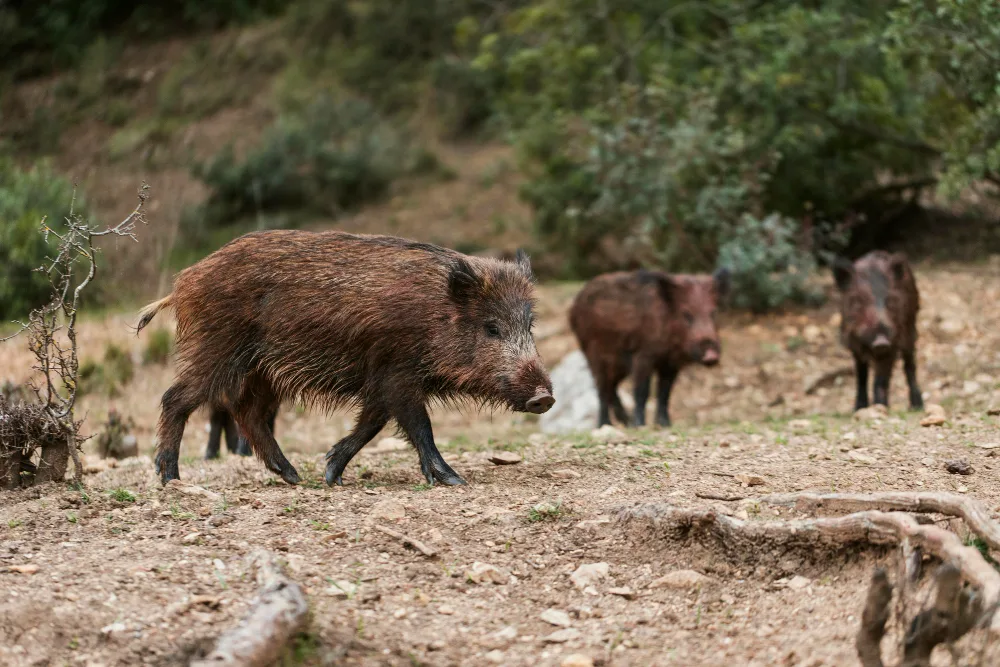 Bowhunting Wild Hogs: A Guide to a Clean Shot