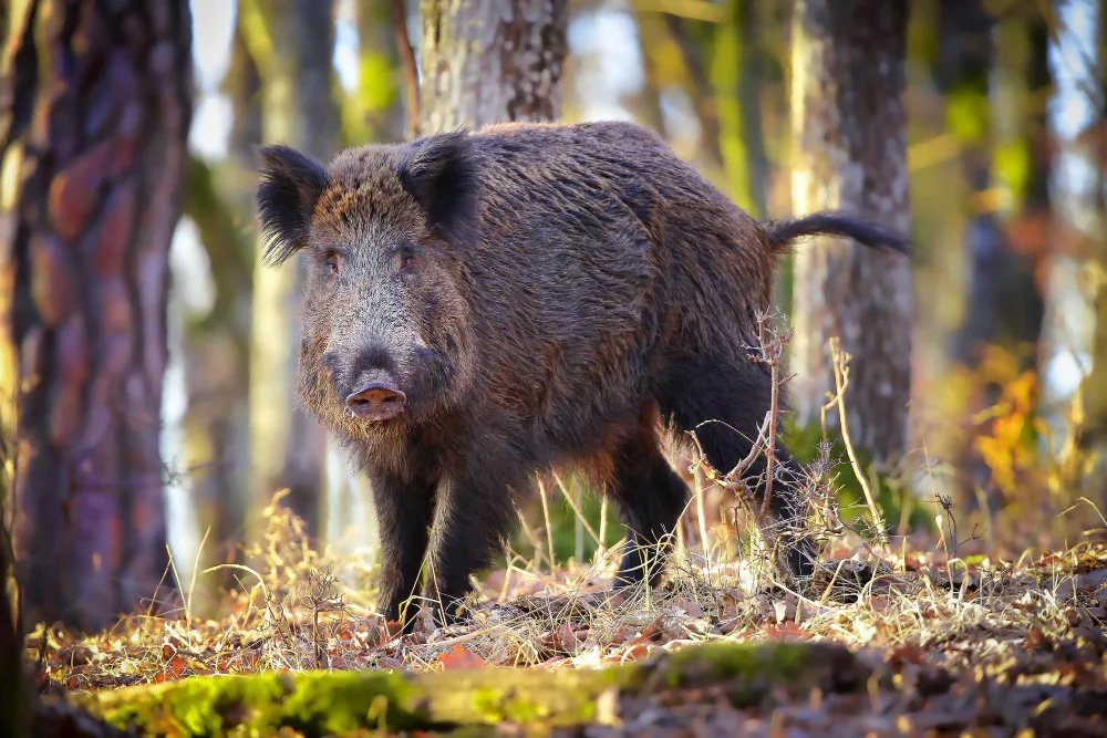 When Can You Hog Hunt?
