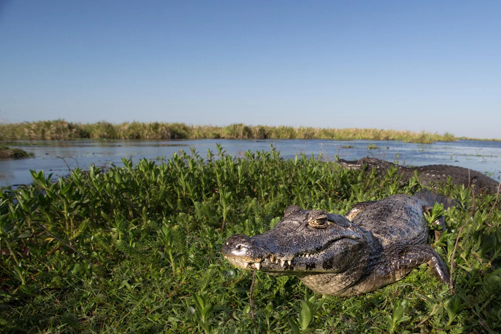 Dos and Don'ts for a Safe Gator Hunt
