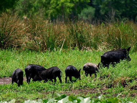 Switchgrass Outfitters Airboat Tours